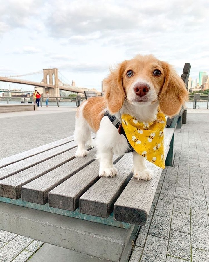 Weekends are for flaunting your freshest fashions. : IG @wileyriley_thedoxie