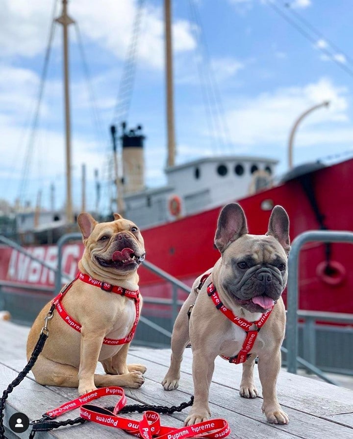 Just ask @peanutandhazel_nyc: @pier17ny is pup-proved for walks, playtime and perfectly coordinated Insta opportunities.

📸: @peanutandhazel_nyc