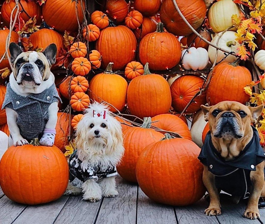Happy Howl--ween from your pals at Seaport.  
📸: @cruzthefrenchie