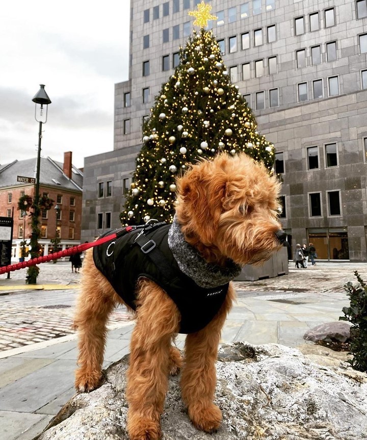 Holiday tree with a view. 🐕 

📸: @chicothecavapoo