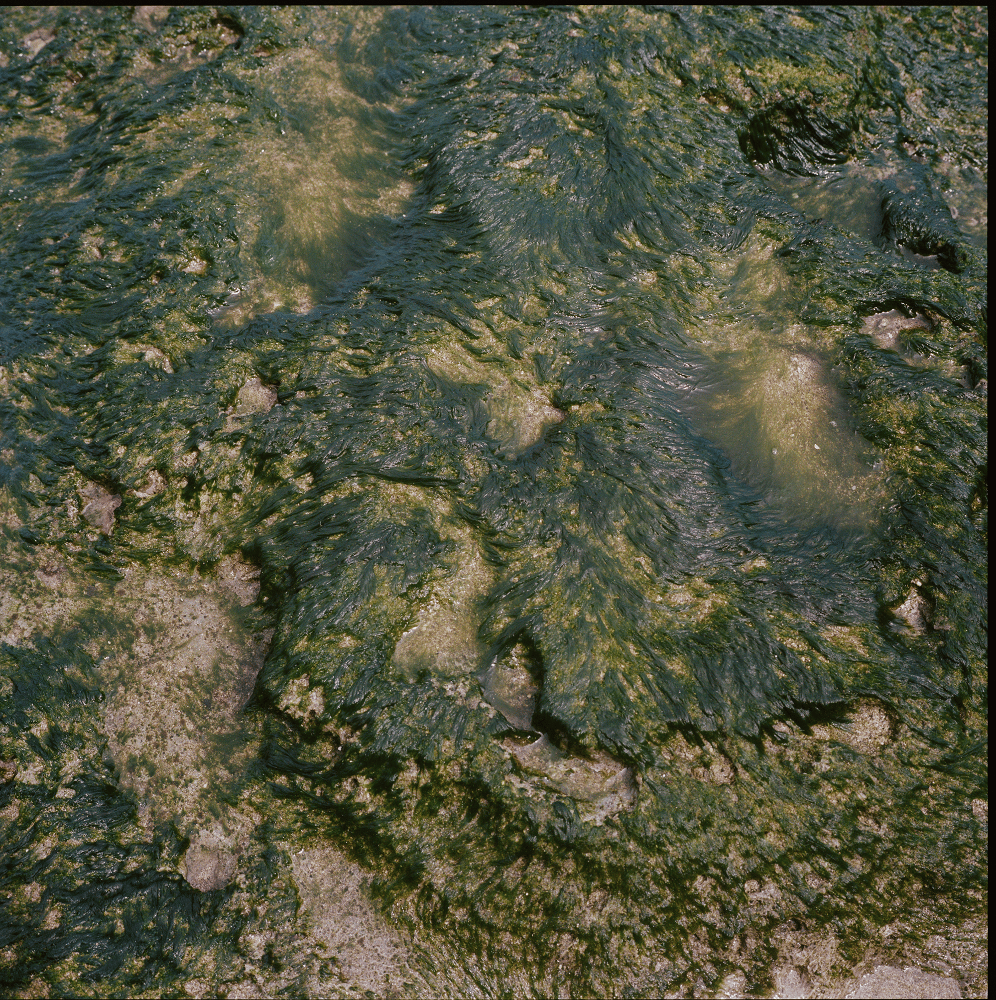 Shaniqwa Jarvis water and green reef closeup