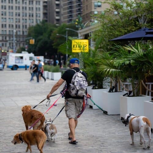 Rain or shine. Time for a stroll. Furry friends welcome. Get Lost. Find New York. #TheSeaport